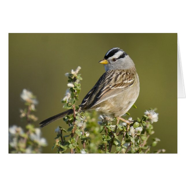 White-crowned Sparrow (Front Horizontal)