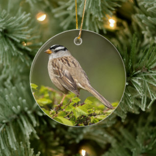 White-crowned Sparrow Holiday Gift Ceramic Tree Decoration
