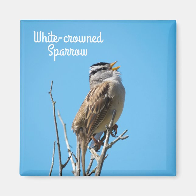 White-crowned Sparrow Magnet (Front)