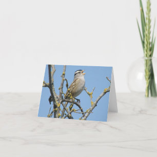 White crowned sparrow note card