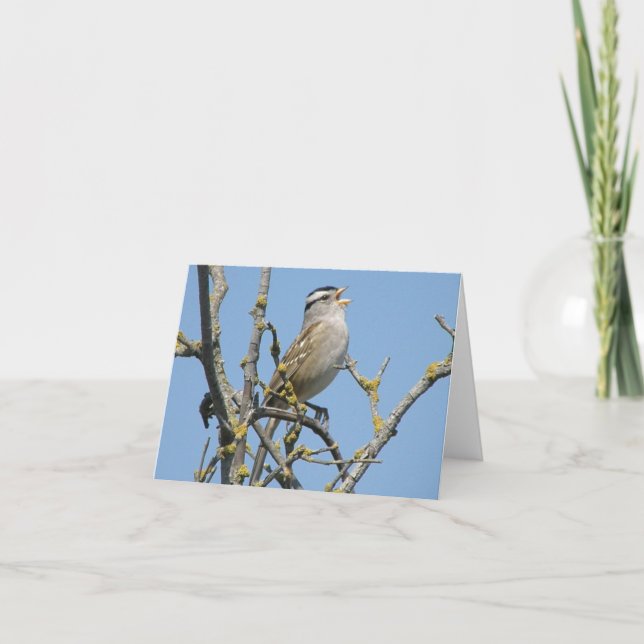 White crowned sparrow note card (Front)