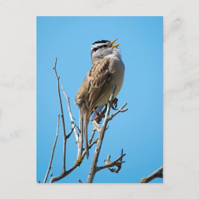White-crowned Sparrow Postcard (Front)