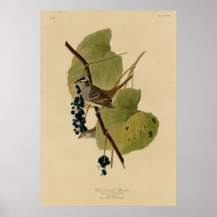 White crowned Sparrow Poster