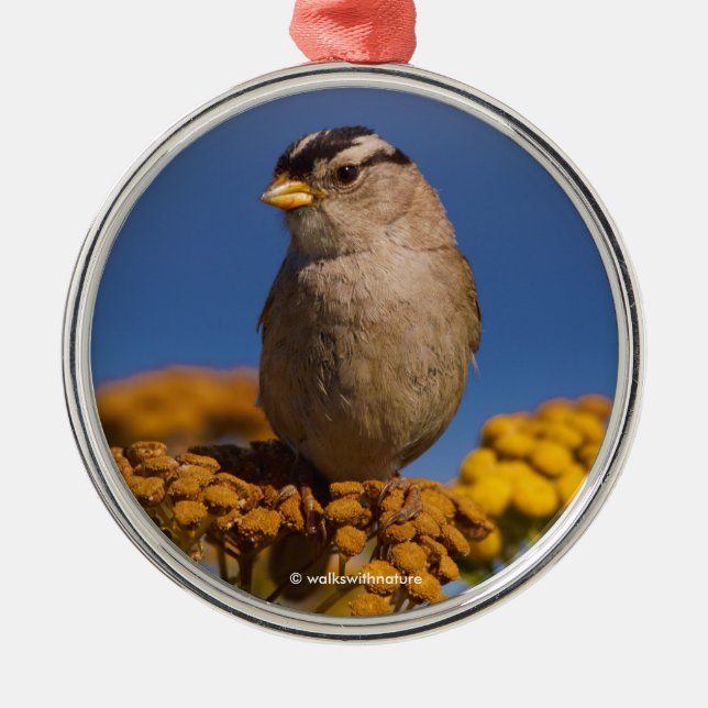 White-Crowned Sparrow Sitting on the Tansy Metal Tree Decoration (Front)