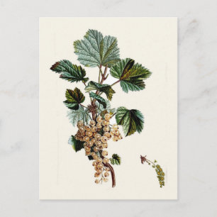 White Currant Postcard