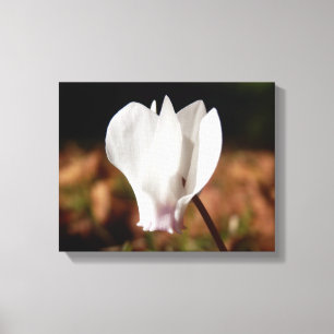 White Cyclamen Canvas Print