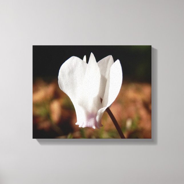 White Cyclamen Canvas Print (Front)
