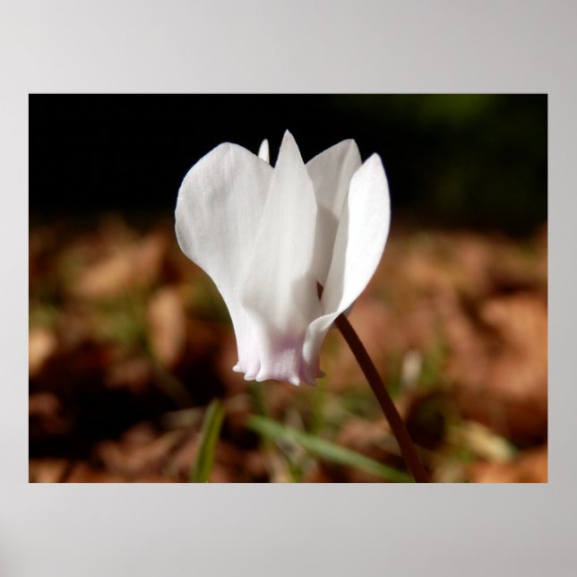 White Cyclamen Poster (Front)