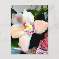 White Cymbidium Orchid