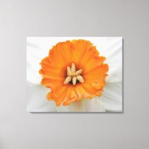 White Daffodil Canvas Print