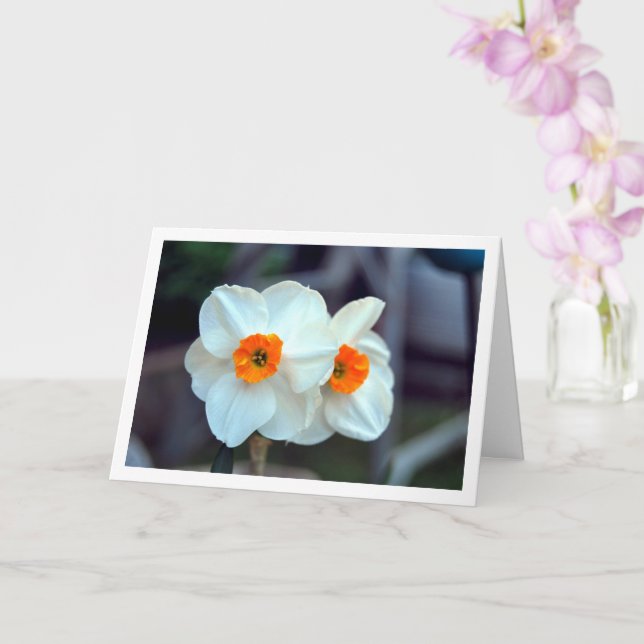 White Daffodil Flowers Card (Orchid)