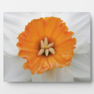White Daffodil Plaque
