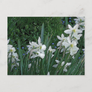 'White Daffodil' Postcard
