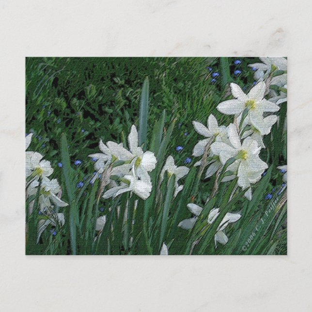 'White Daffodil' Postcard (Front)