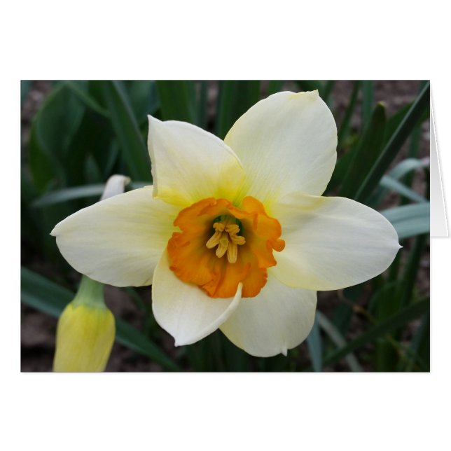 white daffodil shining (Front Horizontal)
