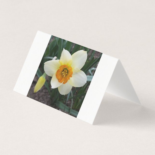 white daffodil shining (Front)