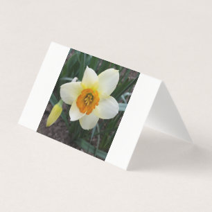 white daffodil shining