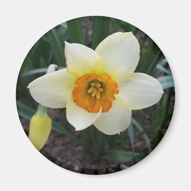 white daffodil shining magnet (Front)