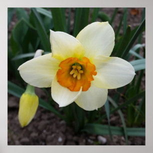 white daffodil shining poster