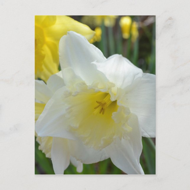 White Daffodil with Yellow Centre Postcard (Front)