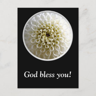 White Dahlia Close-up Postcard