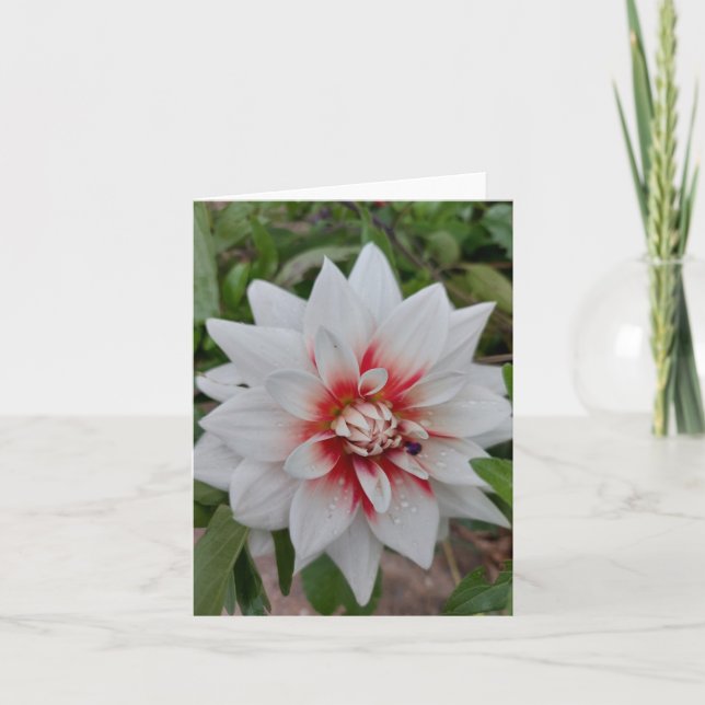 White Dahlia Flower Blank Card (Front)