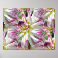 White Dahlia Flower Petals Abstract