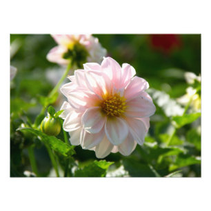 White dahlia in the garden photo print