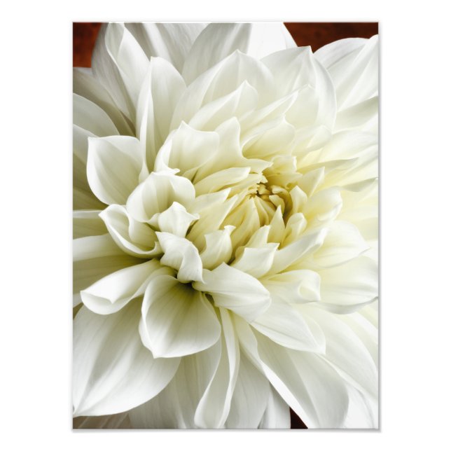 White Dahlia Sepia Dahlia Closeup Flower Template Photo Print (Front)