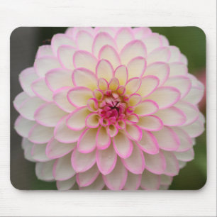 White Dahlia with pink rim flower Mouse Pad