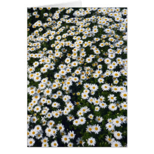 white daisies