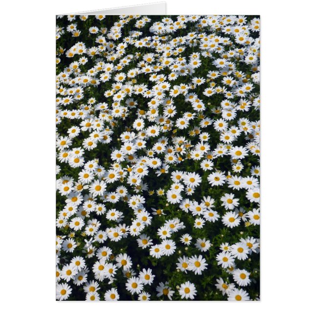 white daisies (Front)