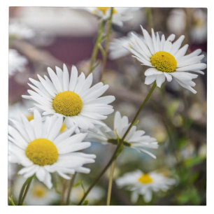 White daisies ceramic tile
