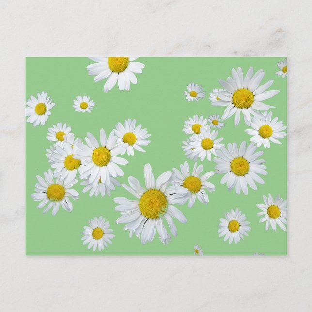 White Daisies Cust. Colour DIY Postcard (Front)