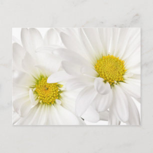 White Daisies - Customised Daisy Flower Template Postcard