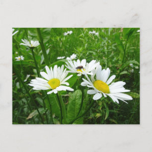 White Daisies DIY Postcard