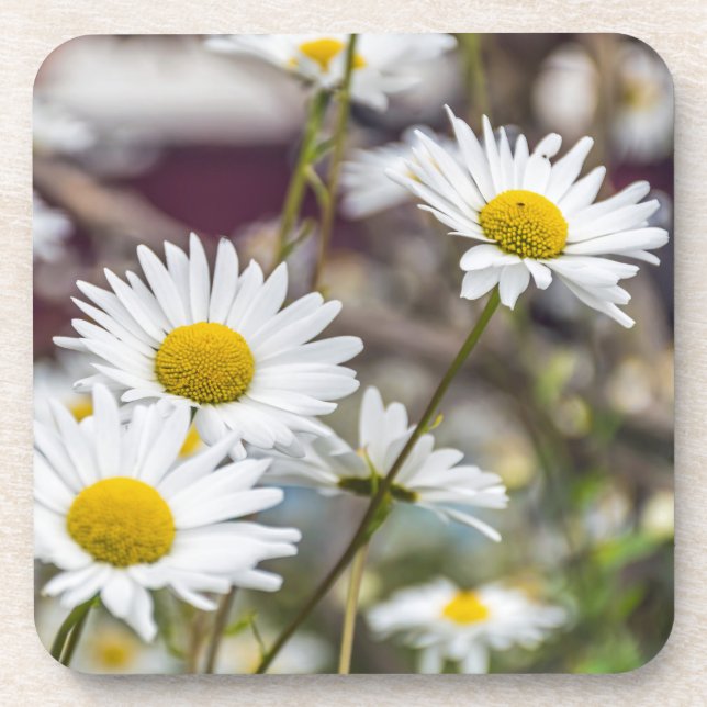 White daisies hard plastic coasters (Front)
