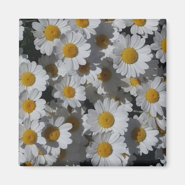 White Daisies Magnet (Front)