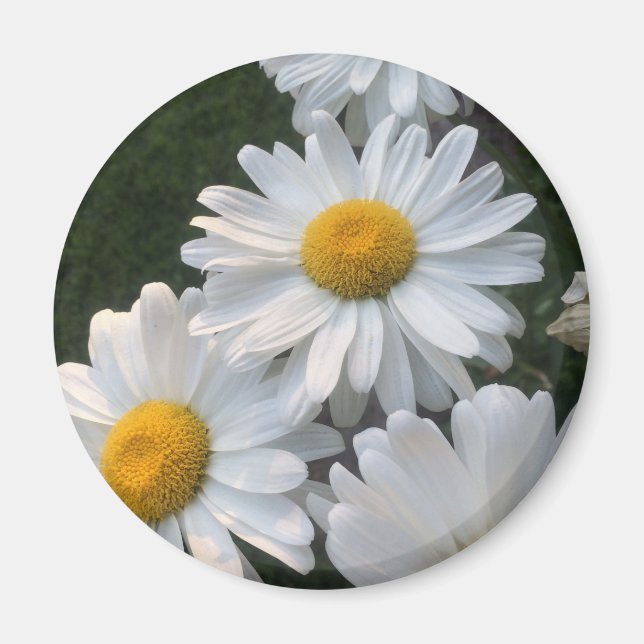 White Daisies Magnet (Front)