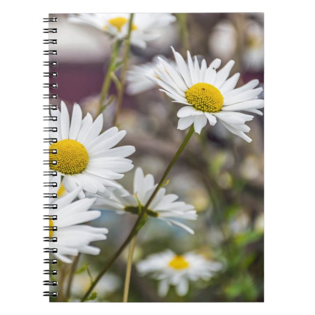 White daisies notebook (Front)