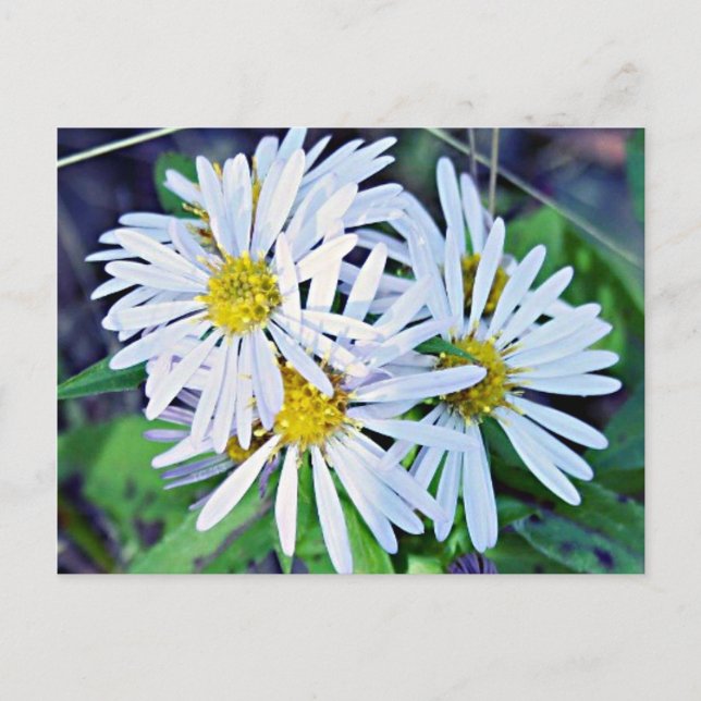 White Daisies Postcard (Front)