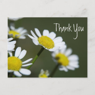 White Daisies Thank You Postcard