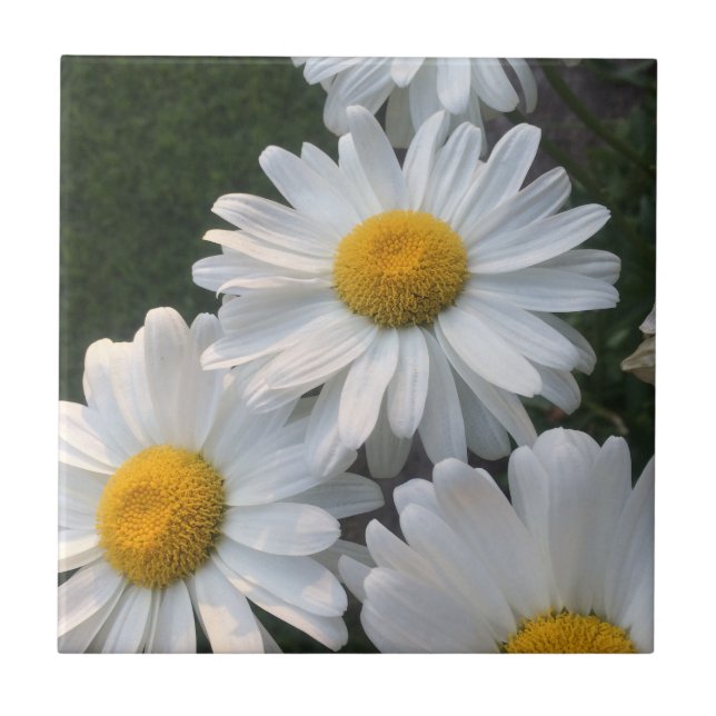 White Daisies Tile (Front)