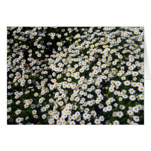 white daisy