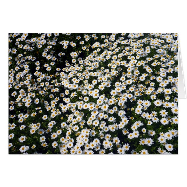 white daisy (Front Horizontal)