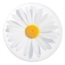 white daisy