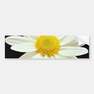 White daisy chrysanthemum  flowers bumper sticker