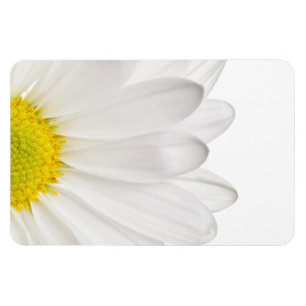 White Daisy Flower Background Customised Daisies Magnet