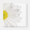 White Daisy Flower Background Customised Daisies