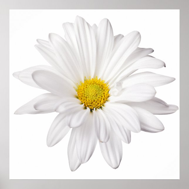 White Daisy Flower Background Customised Daisies Poster (Front)